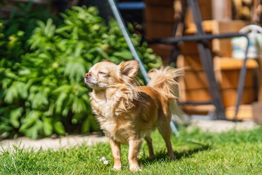 Long-haired tan chihuahua standing on a lawn in a garden on sunny day.