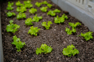 Small seedlings of curly lettuce, planted in a row in a brown soil, in the backyard.