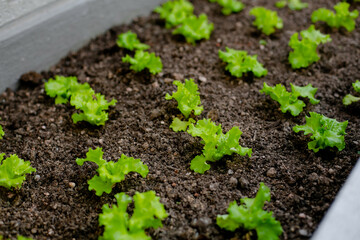 Small seedlings of curly lettuce, planted in a row in a brown soil, in the backyard.