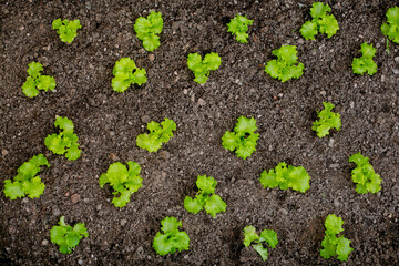 Small seedlings of curly lettuce, planted in a row in a brown soil, in the backyard.