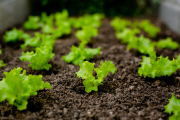 Small seedlings of curly lettuce, planted in a row in a brown soil, in the backyard.