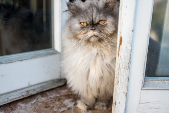 Grey fluffy cat sitting in open window during Corona virus quarantine.
