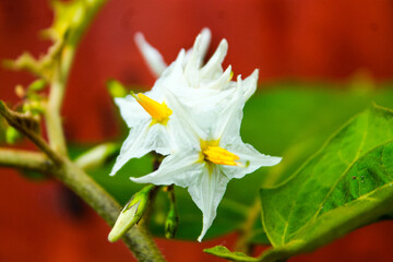 Fototapeta na wymiar daffodil flower closeup