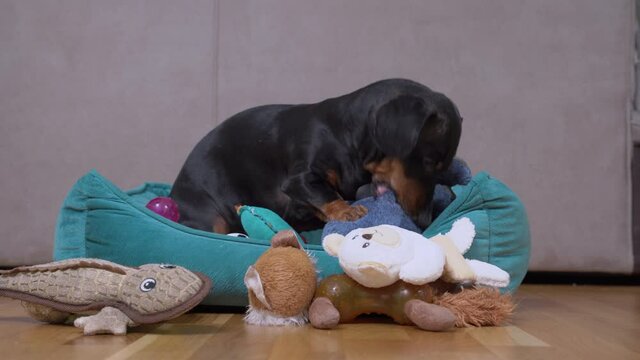Cute dachshund plays with soft toy in pet bed. Naughty dog has stolen favorite plaything of child and is furiously chewing on it while pinning it with paw.