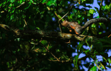 Squirrel on a branch, waiting just under a ray of sunlight that filters through the branches. Background.