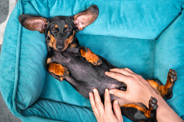 Cute lazy dachshund puppy poses with belly up in pet bed while human makes him relaxing massage,...