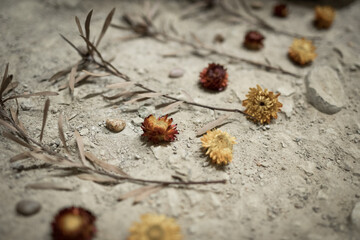 Dried flowers