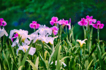 公園の庭園の花菖蒲のクローズアップ写真