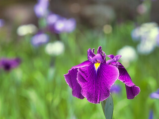 公園の庭園の花菖蒲のクローズアップ写真