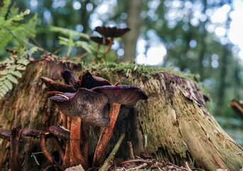 mushrooms in the forest