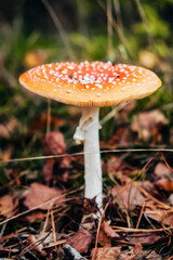Mushroom with beautiful colors