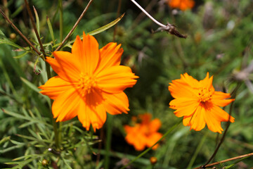 orange flowers in the garden