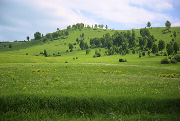 Green meadow with fading dandelions and hills with trees on a background of cloudy sky