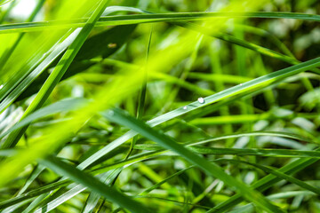 green grass with dew drops