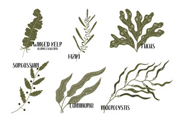 Set of edible seaweeds. Brown algae or Phaeophyceae. Fucus, Laminaria, Hiziki, Sargassum, Macrocystis, Winged kelp, Alaria esculenta. Sea vegetables. Vector flat illustration, isolated on white - 420930196