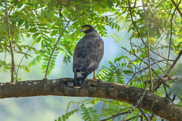 Crested Serpent-eagle perched on a branch