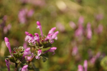 ホトケノザ 春の花 野草 マクロ