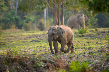 Asian wild elephant in the wild © chamnan phanthong
