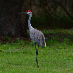 Sand hill Crane (Grus canadensis pratensis) looking back behind in tall grass with bright orange eye and water in background
