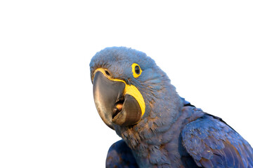 Closeup Hyacinth macaw isolated on white background © chamnan phanthong