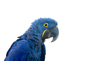 Obraz premium Closeup Hyacinth macaw isolated on white background