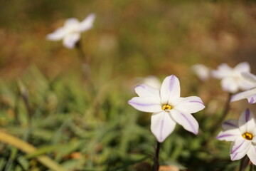 Fototapeta na wymiar ハナニラ　春の花