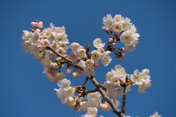 青空を背景に撮影したサクラ
