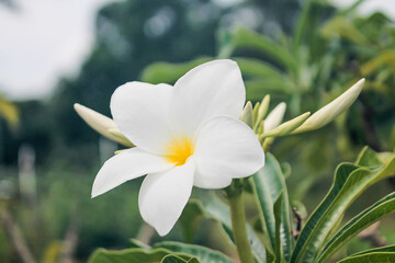 white spring flower