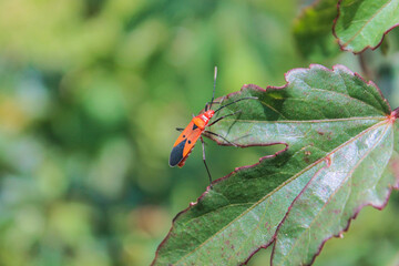 ladybug on a leaf