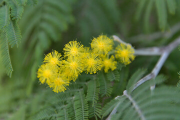 ミモザ（フサアカシア）の花のクローズアップ