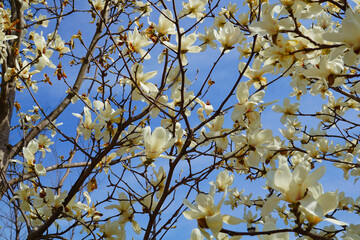 コブシ　春の花　白　青空
