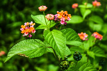 red and white flowers