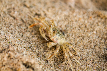 crab on the beach
