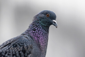 Close-up Rock Pigeon Isolated on Gray Background