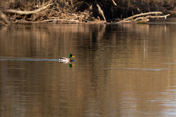 a mallard duck swimming over the saale river with beautiful light