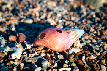 shell on the beach