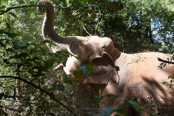 moment of elephant in the jungle