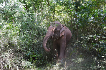 moment of elephant in the jungle