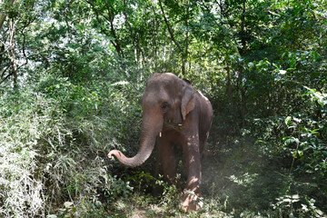 moment of elephant in the jungle