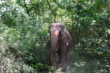 moment of elephant in the jungle