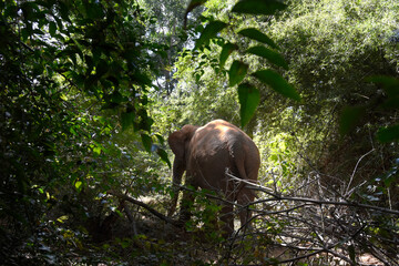 moment of elephant in the jungle
