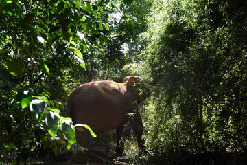 moment of elephant in the jungle