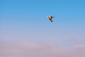 Flying seagull. Pink-blue sky background, copy space