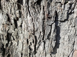 bark of a tree,nature and plants images top view