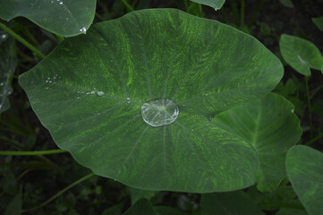 water droplet on arum leaf
