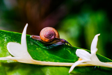 snail on leaf