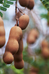 Tamarind 