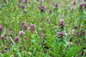 群生するヒメオドリコソウ（Lamium purpureum）／右側アップ