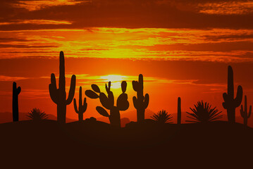silhouette cactus and desert and sunset