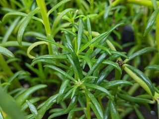 Green krokot leaves, Portulaca leaf texture background